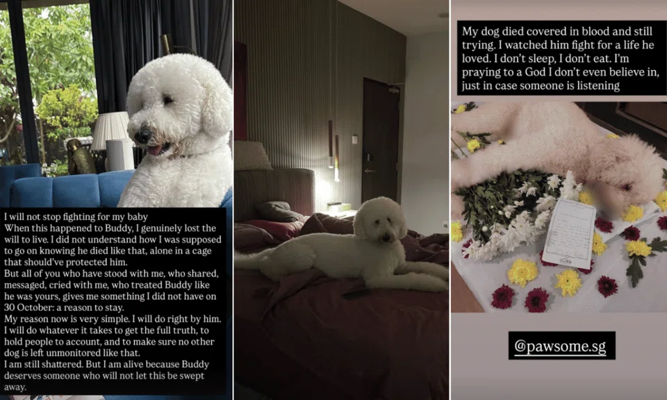 Screenshots from Instagram Stories show owner Tanya Dhillon alleging her dog Buddy died after a grooming session.
