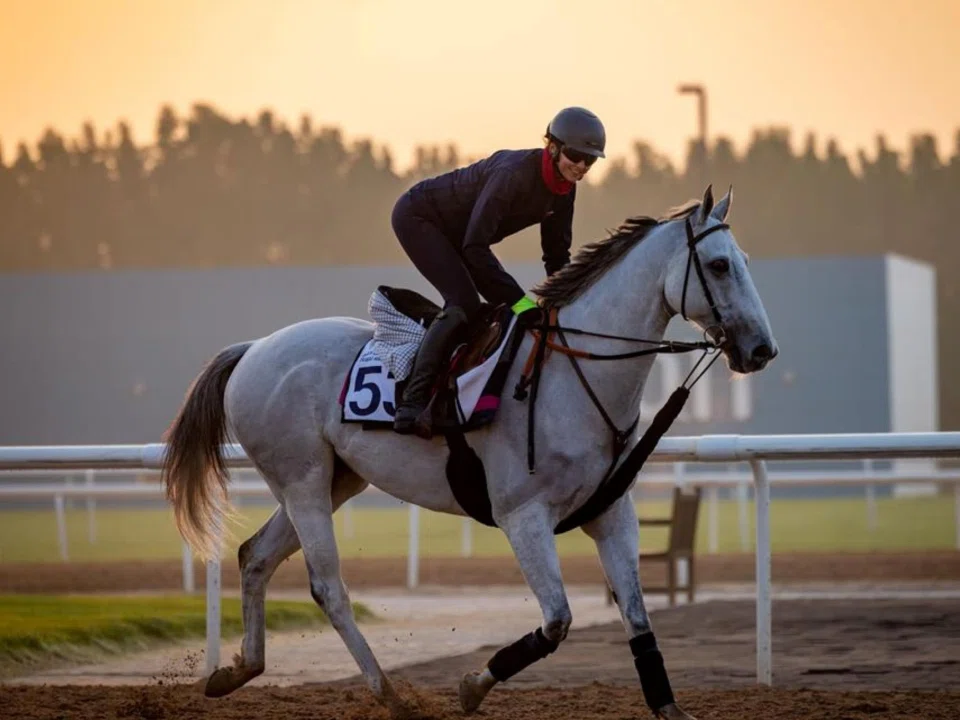 Veteran grey Batwan makes his 60th career start at Meydan on March 14. Trainer Nicolas Caullery's wife Marine Henry rides him in work.

