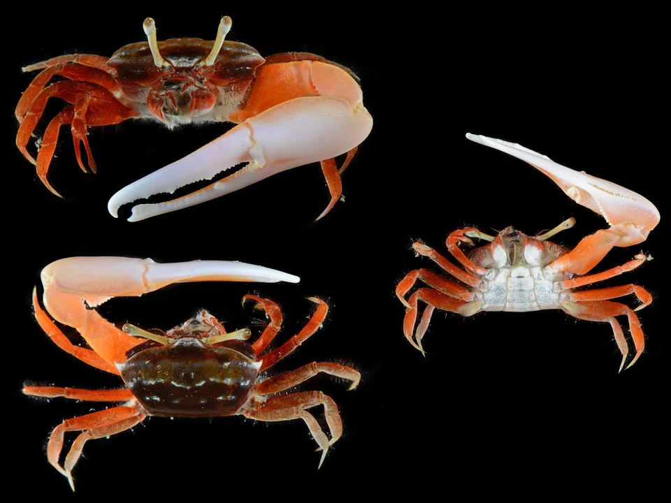 In fiddler crabs, microplastics likely accumulate through respiration and direct contact with contaminated seawater.