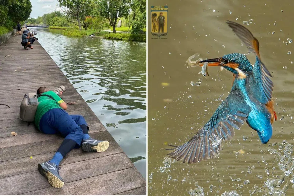 Mr Shahrul braved muddy banks, risking his gear, just to capture the common kingfisher at Jurong Eco-Garden. 