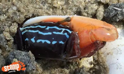 Beautifully-coloured crab gets stuck in a hole at Pasir Ris Park