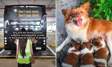 Woman runs SBS bus ad against animal abuse after South China cruelty case