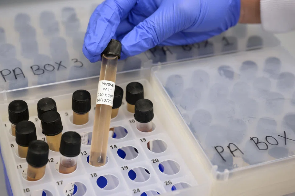 Samples of phages at Singapore General Hopsital. The hospital currently has more than a hundred samples.