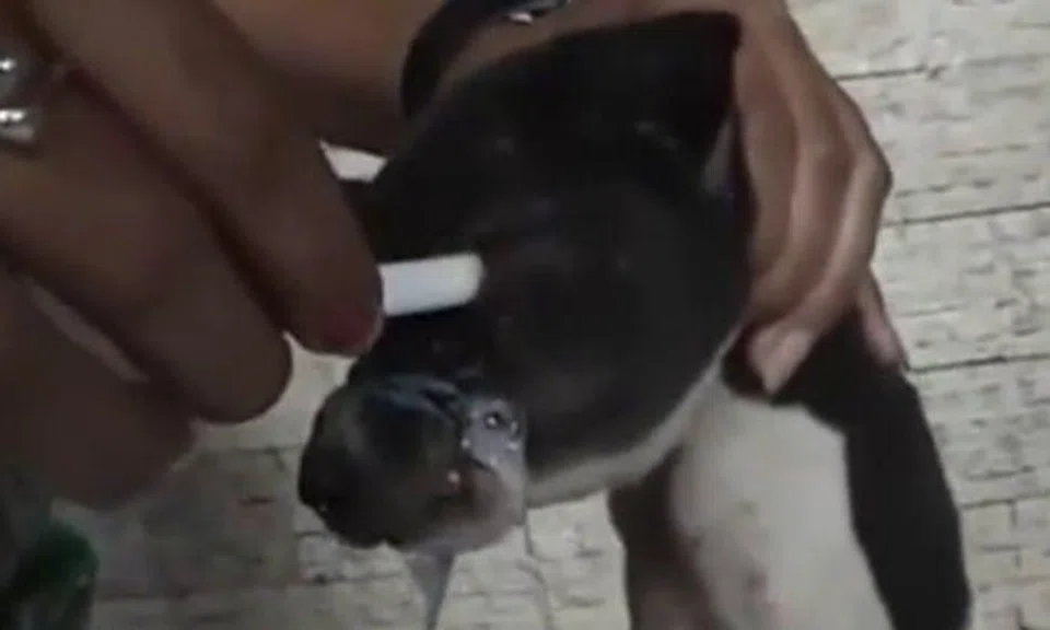 Video of woman burning puppy's eyes and breaking its limbs was filmed in Philippines: PETA Asia