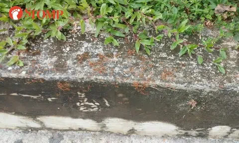 Pest control activated after resident spots 'armies of red ants' near Tampines bus stop
