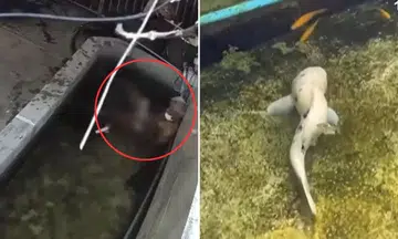 man masturbates with fish thailand