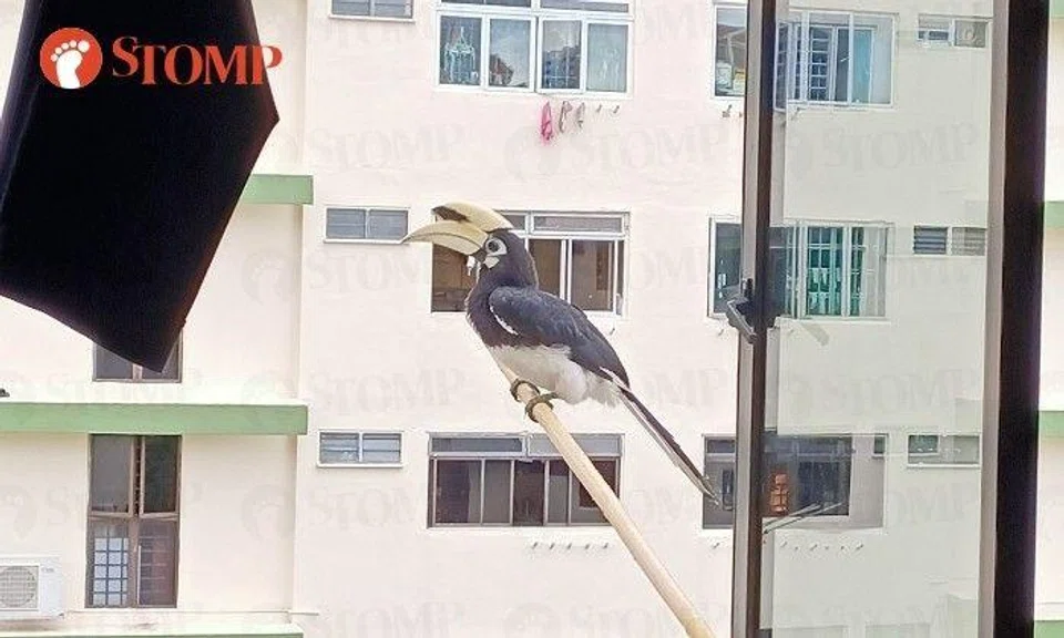 Redhill resident 'going to buy 4D' after rare encounter with hornbill at perfect timing