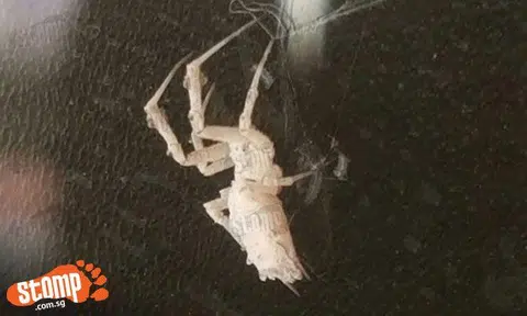 Guy finds 'rare' white spider in home at Blk 242 Simei St 5