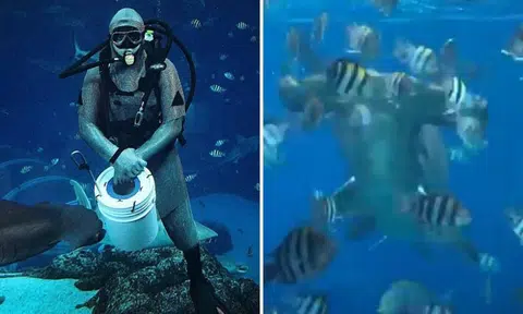 RWS aquarist reveals how it's like to swim with sharks and why they are misunderstood creatures