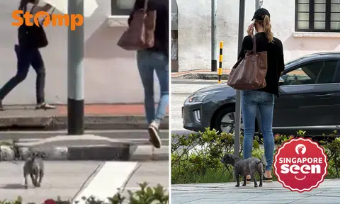Unleashed dog on Chinatown pavement is 'dangerous for everyone': Stomper