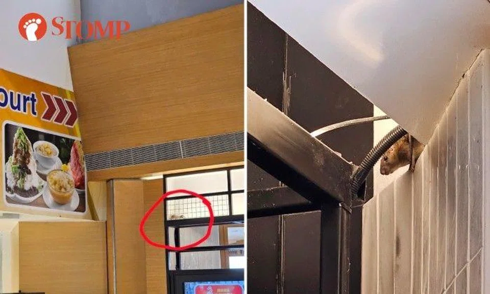 "I saw a very big rodent running around above the mixed vegetable stall at the Big Appetite food court." 