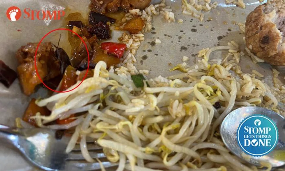 cockroach in meal