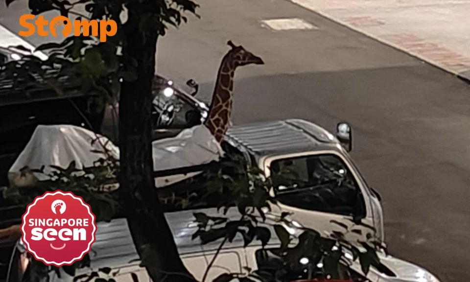 Giraffe in Yishun