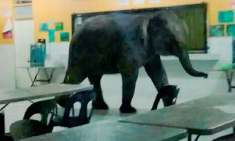 Elephant saunters into Sabah school canteen, panic ensues