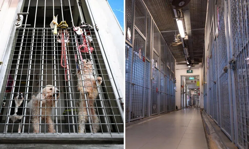 animal lovers league