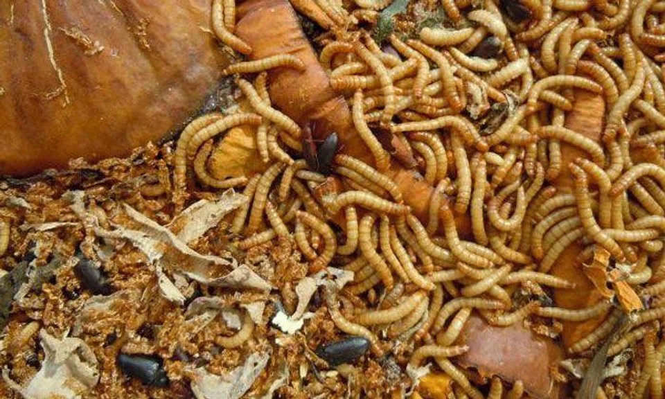 Chinese company forces employees to swallow live mealworms upon failing to meet sales quota