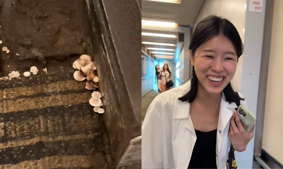 "You know it's humid in Singapore when you see mushrooms growing on the air bridge," the caption wrote.