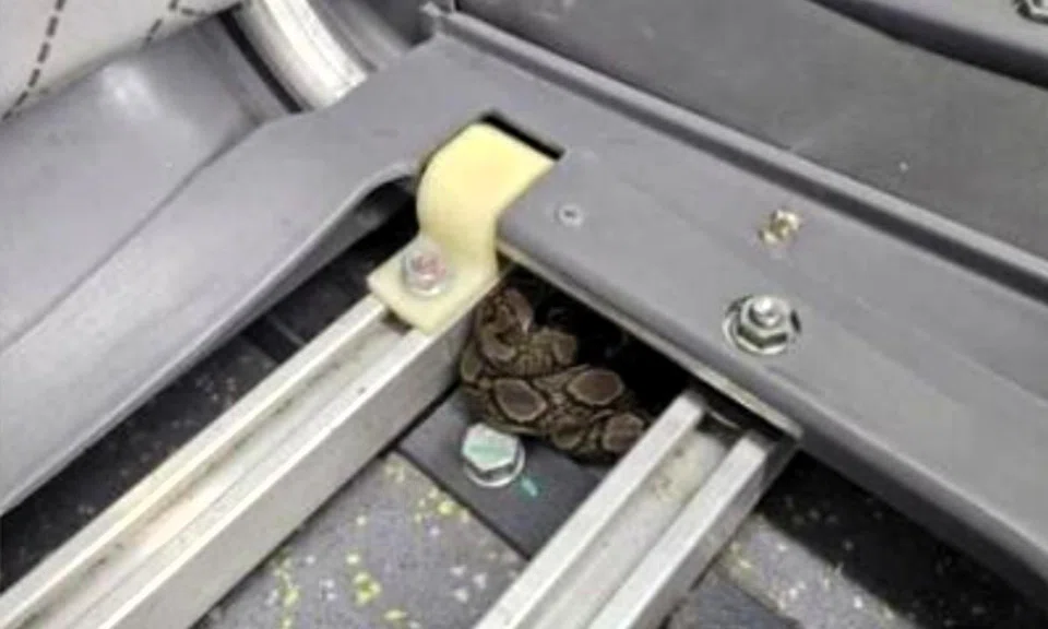Python found under seat of SMRT bus