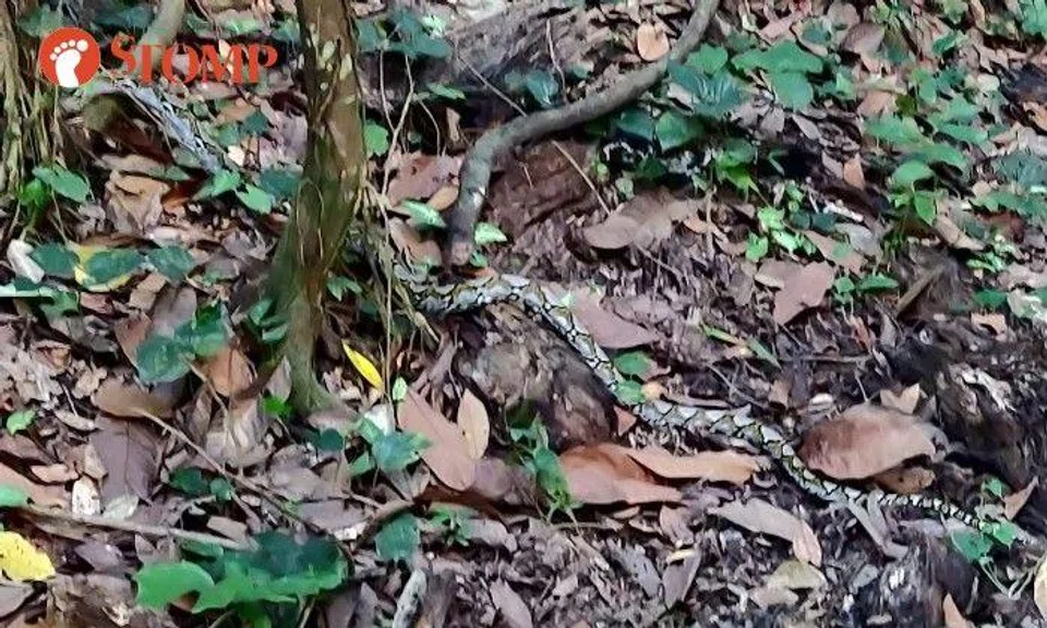 Stomper chances upon python at Windsor Nature Park, says 'it's a sign of great fortune'