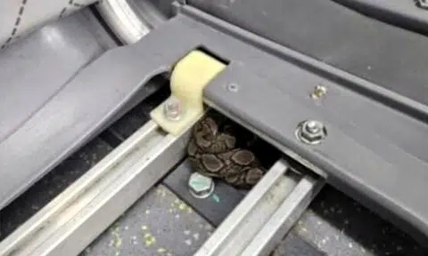 SMRT bus captain notices python on board, passengers transferred to another bus