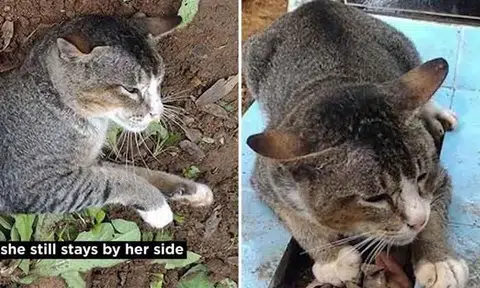 Cat stays loyal by staying at owner's grave two years after owner died