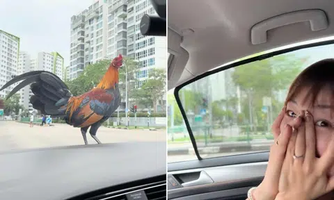 A rooster landed on a TikToker's car as they were waiting for the light to turn green. 