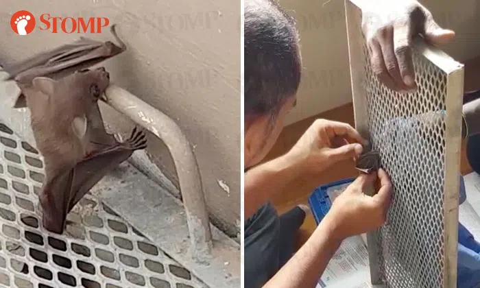 Bat gets wing stuck in flowerbed grille at Pasir Ris, freed by rescuers ...
