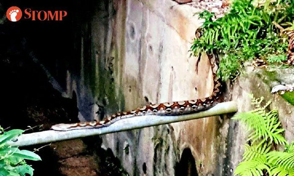 Large python slithers across drain in Toa Payoh North
