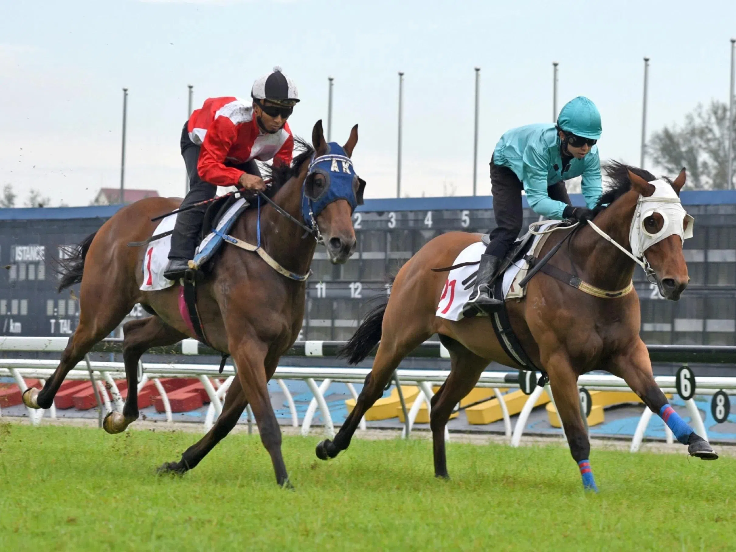 Bold Runner Ready To Run a top race | STOMP