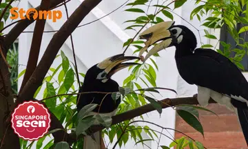 hornbills, wildlife encounter, Singapore