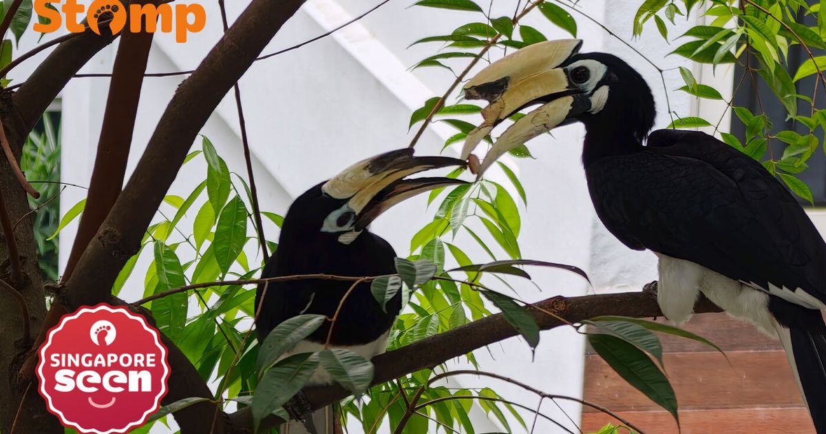 Seletar resident thrilled as 2 hornbills share food in ‘tender moment’ near his balcony