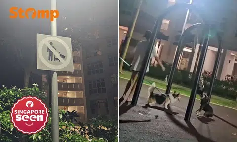 dogs at compassvale crescent playground