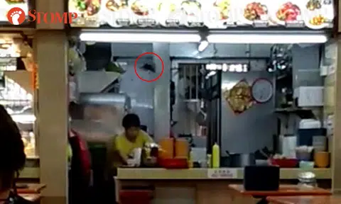 Diner concerned after seeing pigeons flying into stalls at Yishun eating house