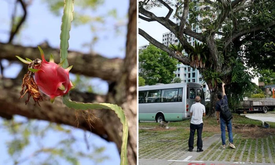 picking fruit from trees