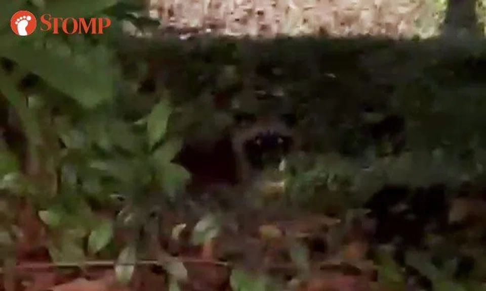 Stomper catches sight of civet cat in the heart of Tiong Bahru