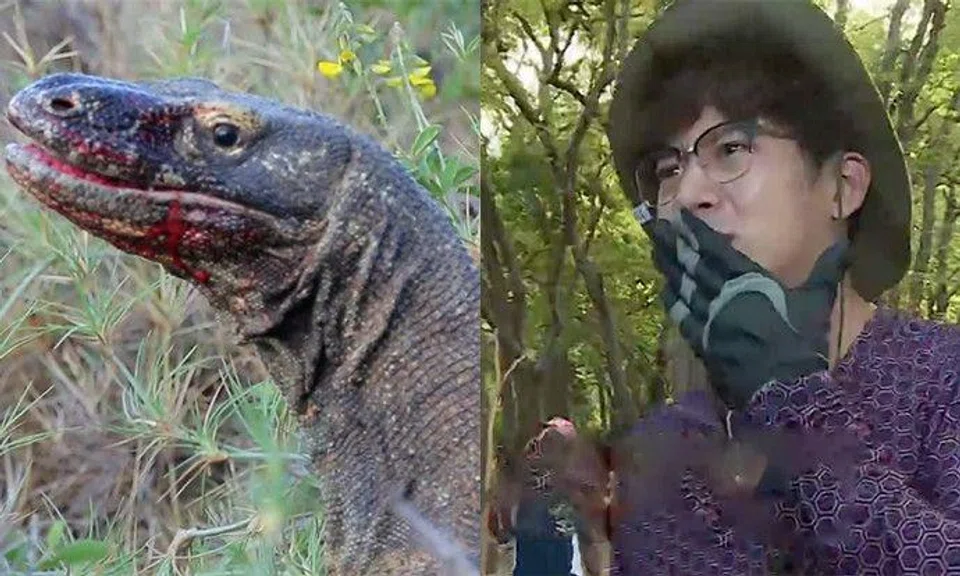 Witness a komodo dragon viciously swallow a whole deer alive