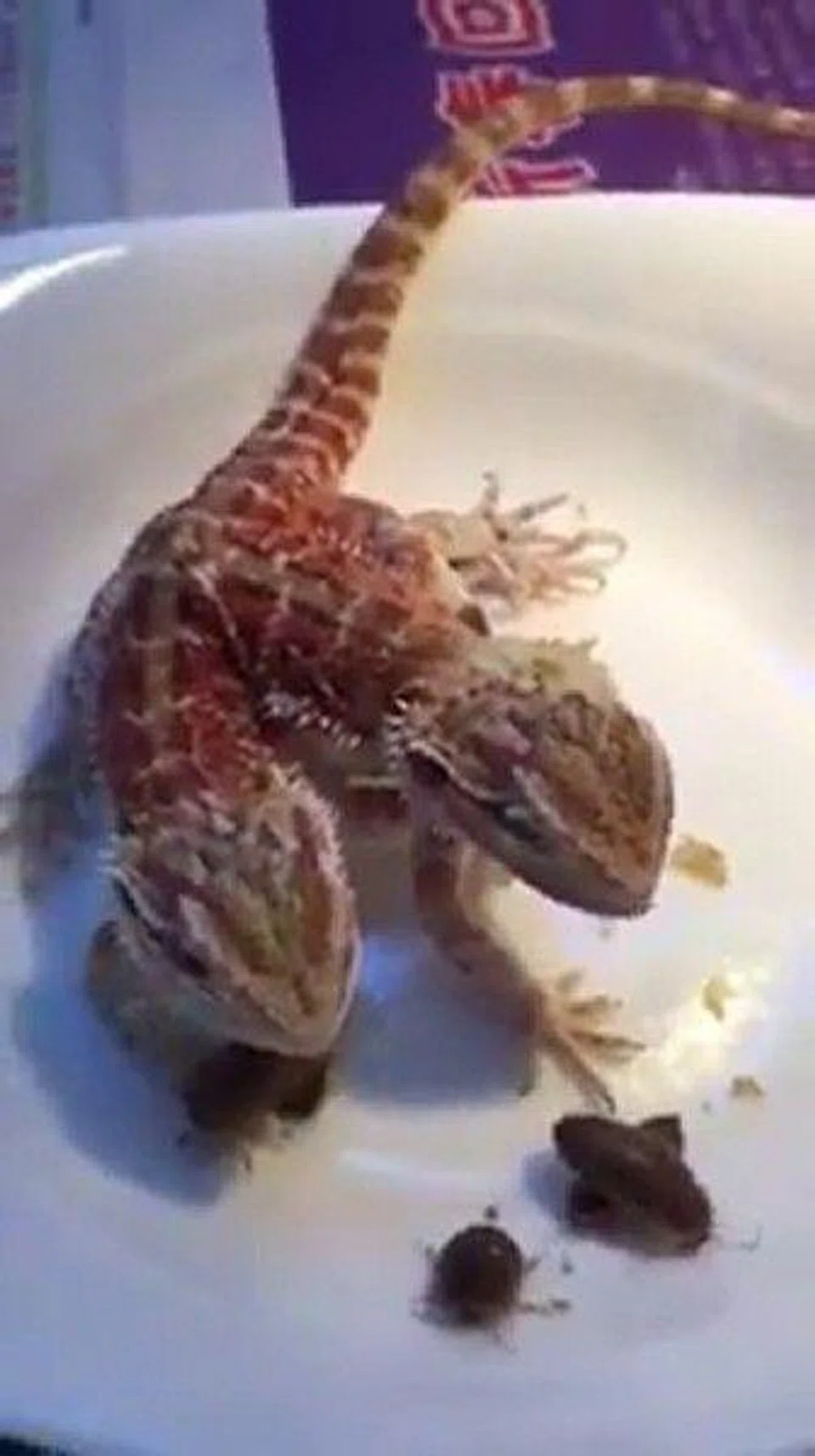 Wow! Conjoined lizards can even eat cockroaches at the same time