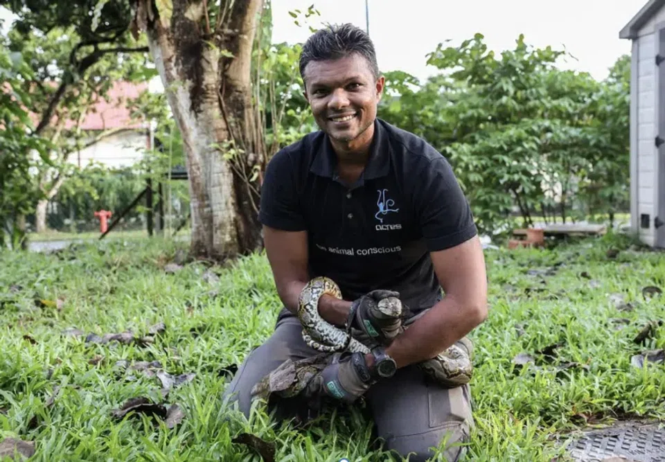 Mr Kalaivanan Balakrishnan, co-chief executive of Animal Concerns Research and Education Society, with a python.