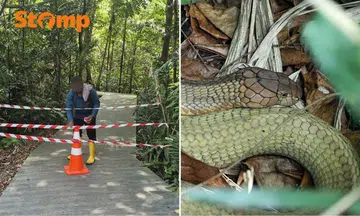 king cobra sighting at sungei buloh