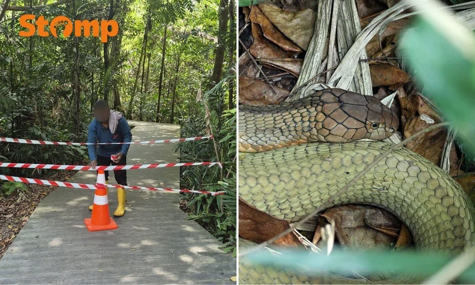 king cobra sighting at sungei buloh