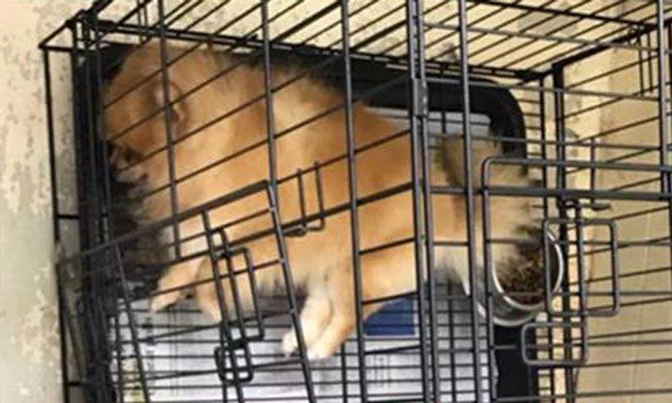 Pet dog dies at Joo Chiat pet kennel: Owner says cause of death is "blunt force trauma"