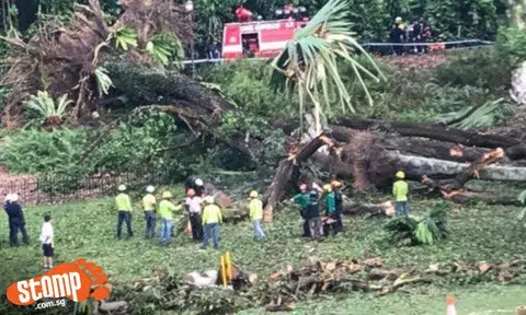 Singaporean hurt in Botanic Gardens tree incident dislocated shoulder while pulling friend to safety