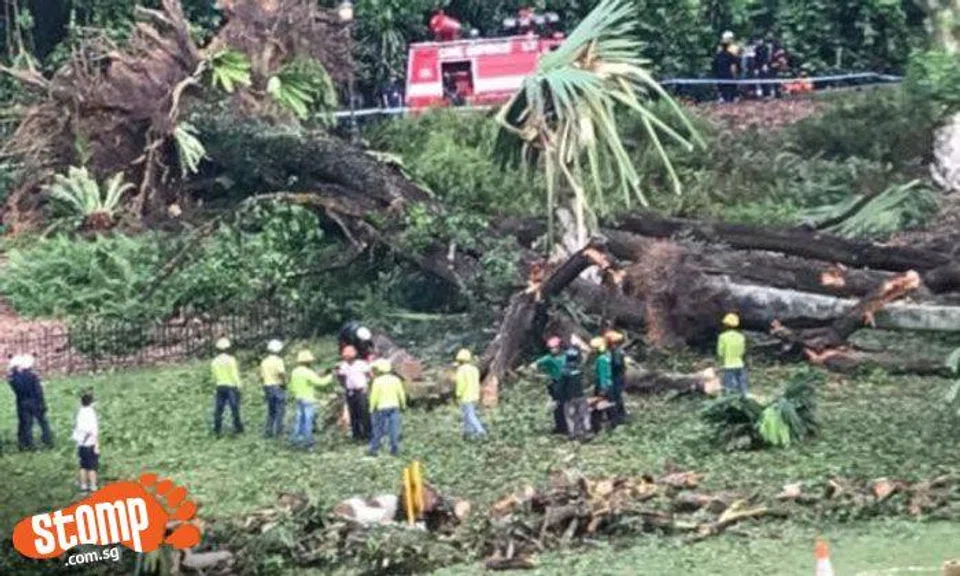 Singaporean hurt in Botanic Gardens tree incident dislocated shoulder while pulling friend to safety