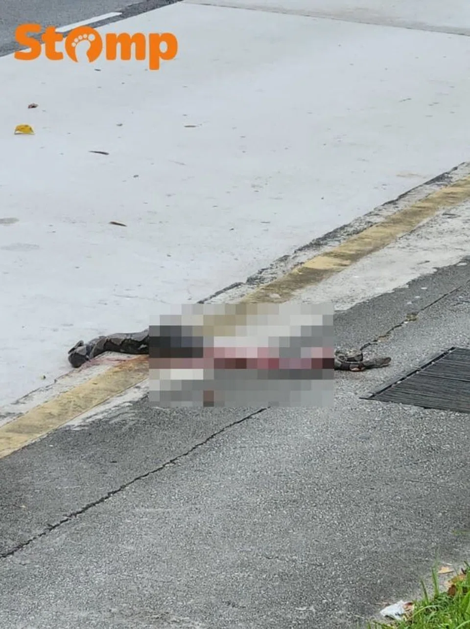 Python found dead near Boon Lay bus stop after apparent accident