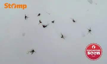 Stomper shared photos of the mosquitoes he killed in one night.