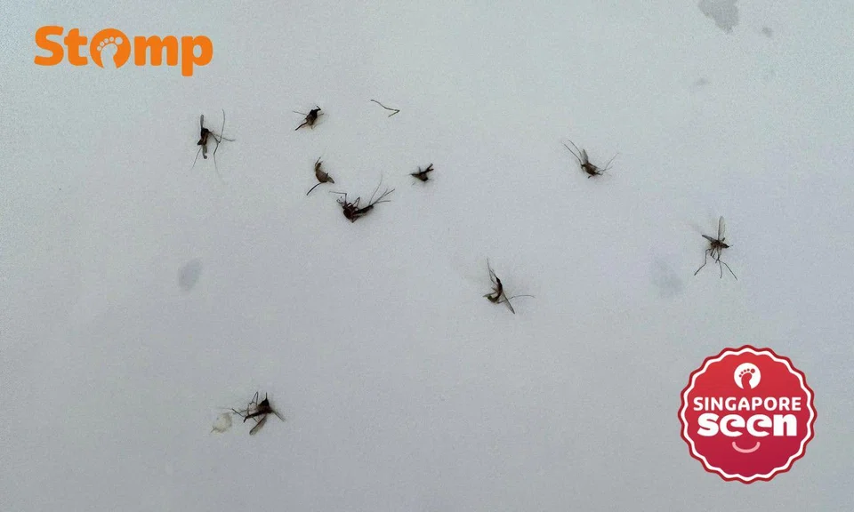 Stomper shared photos of the mosquitoes he killed in one night.