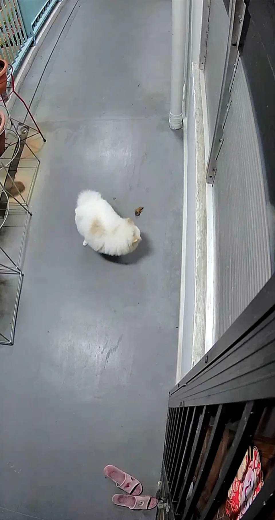 dog defecates outside havelock resident’s home