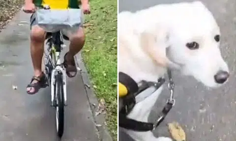 Cyclist fails to stop after colliding into blind pedestrian with guide dog