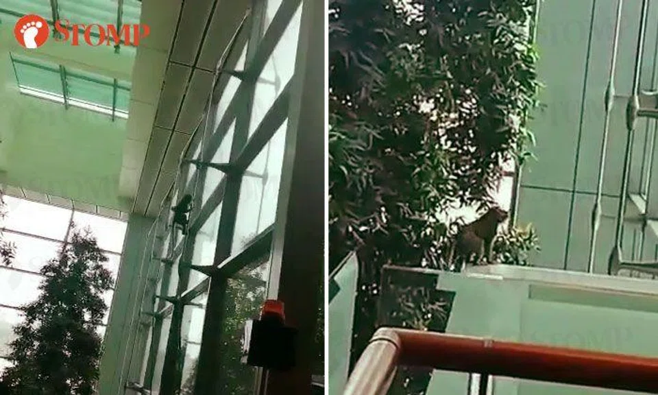 Monkey at Changi Airport T3: There were concerns of it venturing to runway or near planes, says Acres