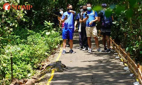 Crocodile stuns Sungei Buloh visitors with surprise meet-the-people session